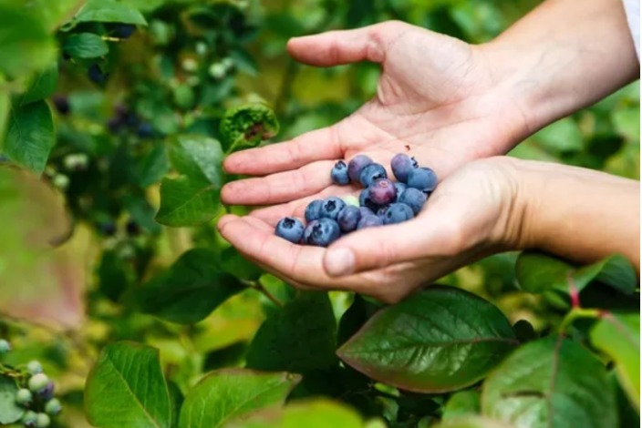 Fred and Berries